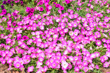 Pink petunia in garden, beautiful flower