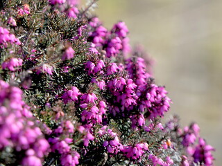Besenheide in voller Blüte