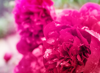 Beautiful red peony or paeony with buds and leaves