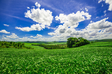 soy plantation, agriculture and development