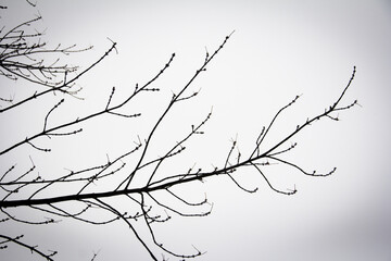 branches of a tree