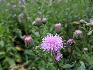 Sometimes hard catch sight of some details, but sometimes this details can stun you like this flower