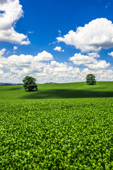 soy plantation, agriculture and development