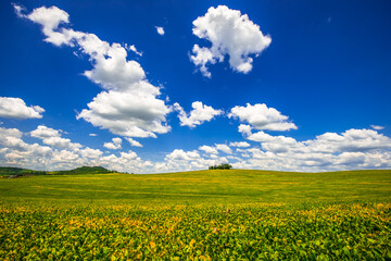 Obraz premium soy plantation, agriculture and development