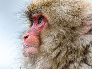 close up face of Japanese macaque snow monkey 18