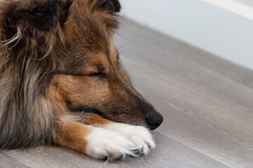 Shetland Sheepdog Sleeping on the vinyl floor. Sable Sheltie dog with cute white paws.