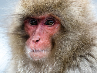 close up face of Japanese macaque snow monkey 17