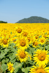 A blooming sunflower field in the countryside farm.