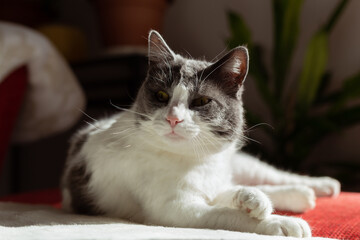 Beautiful domestic cat lying down on sofa and curiously looking in something. Kitty enjoying sunlight.