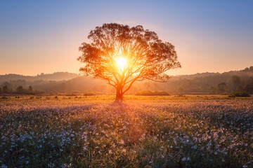 Amazing nature landscape with single tree and flowering sunny meadow of white wild growing...