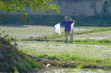 Scarecrows, local wisdom of the Thai people, are used to chase birds in rice fields.
