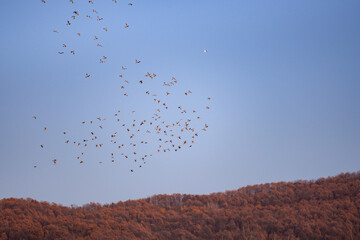 A large flock of wild pigeons flying in the autumn blue sky. Columba palumbus birds in freedom