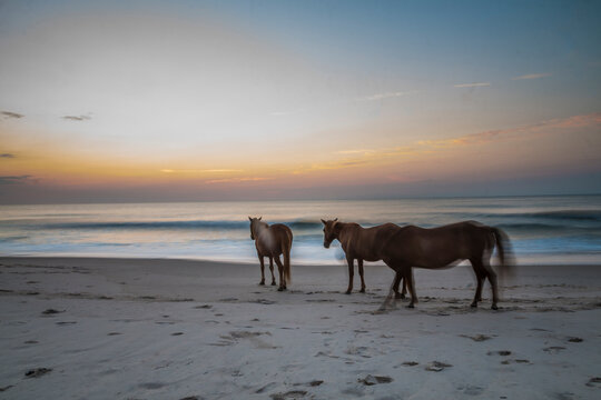 feral horses on Assateague beach in a early morning summer sunrise.