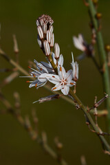 Closeup of white flower on green background (ASPHODELUS RAMOSUS O GAMON RAMIFICADO)