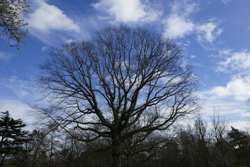 Fototapeta na wymiar Wintry tree against cloudy sky