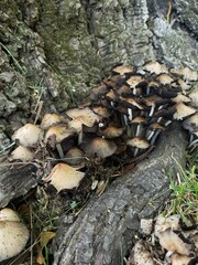 Las setas del arbol 2