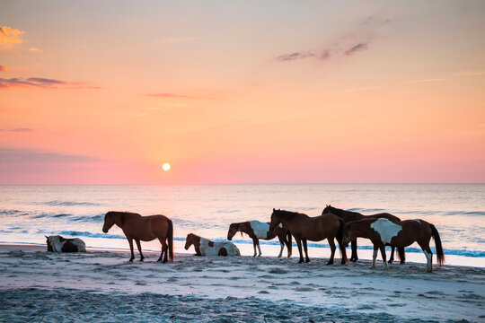 feral horses on Assateague beach in a early morning summer sunrise.