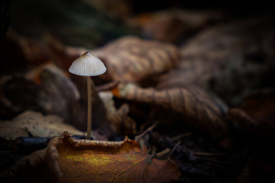 Close-up of a Brown Mottlegill mushroom, on forest floor, UK