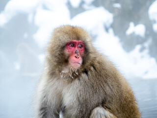 close up Japanese macaque snow monkey by snow 1