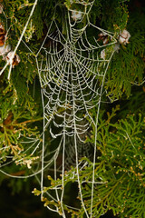 Frozen spiderweb