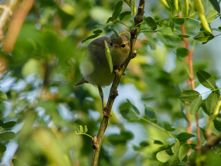 Willow warbler looking at seeds