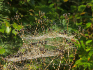 Dew revealing spiderweb