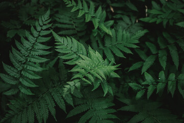 Naklejka na ściany i meble Flat lay of natural fern leaves in the forest with green vintage filter
