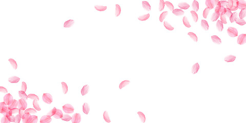 Sakura petals falling down. Romantic pink silky big flowers. Thick flying cherry petals. Wide corner