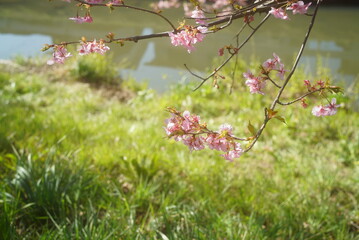 河原に咲いている桜(アップ)