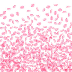 Sakura petals falling down. Romantic pink silky medium flowers. Thick flying cherry petals. Bottom g