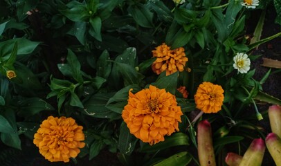 flower of zinnia elegans