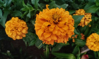 flower of zinnia elegans