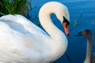 White swan onlake shore. Swan on beach. Swan on shore