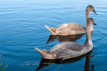 white swans group on the lake swim well under the bright sun