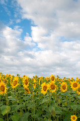 Obraz premium orange sunflowers on a background of blue sky