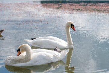 white swans group on the lake swim well under the bright sun
