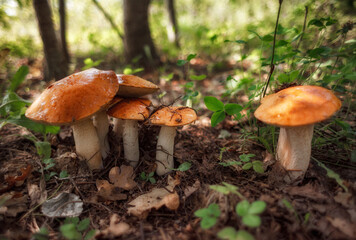 mushroom in the forest