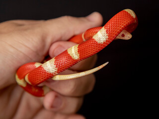 Lampropeltis triangulum, commonly known as the milk snake or milksnake, is a species of kingsnake