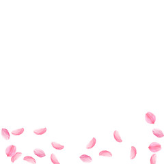 Sakura petals falling down. Romantic pink silky medium flowers. Sparse flying cherry petals. Square