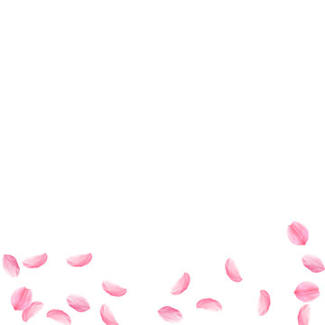 Sakura petals falling down. Romantic pink silky medium flowers. Sparse flying cherry petals. Square