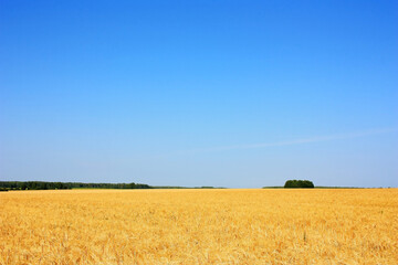 Fototapeta premium Golden ears of wheat in the field