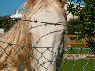 White and golden horse face behind wire mesh and barbed wire