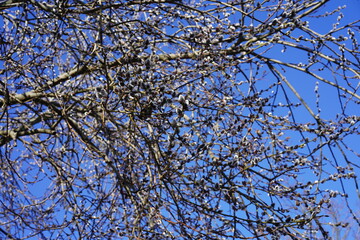 Weide mit jungen Blüten (Weidenkätzchen) bei Sonnenschein vor blauem Himmel