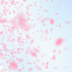 Sakura petals falling down. Romantic pink flowers gradient. Flying petals on blue sky square backgro