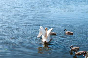 pair of swans with little swans