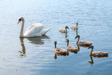 pair of swans with little swans