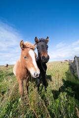 Horses graze on a green meadow in Iceland
