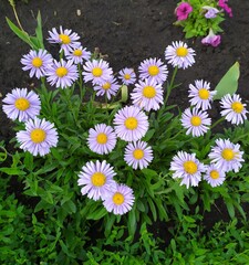 Obraz premium daisies in the grass
