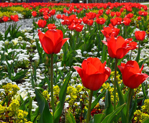 Rote Tulpen blühen in Blumenrabatte im Park