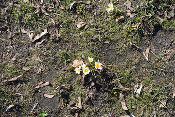 Obraz premium Mehrere weiß-gelbe Krokusse bei Sonnenschein